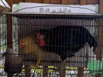 福建福清回应“永鸿动物园活体投喂”争议，称已全面下架涉事项目