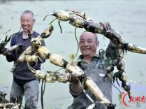 楚国良专栏 | 湘潭菜藕赋