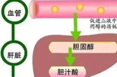 肠道共生菌源脂肪酸可调节胆固醇代谢