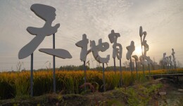 温榆河公园稻子熟了!晚风中全是稻香
