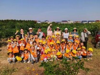 石门县易家渡镇中心幼儿园：橘园变课堂，萌娃采摘忙