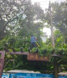 枝叶关情解民忧 危树清障护安居——三湘社区以“绣花功夫”筑牢生态安全双防线