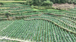 洞口县：生态赋能产业兴 高山蔬菜富村民