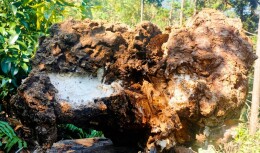 林下经济结硕果 隆回一种植户挖出百斤茯苓王