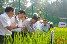 袁隆平院士提出的最高目标 “一系法”杂交水稻育种实现重大突破