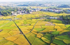 湖南日报图片新闻丨秋日嘉禾乡村景如画