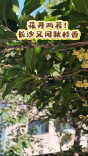 花开两茬！长沙又闻秋桂香