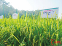 我国杂交水稻育种实现重大突破