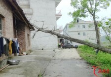 武冈马坪乡：风雨夜大树压房 驻村工作队迅速处置险情