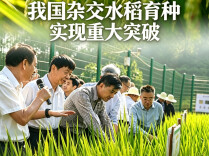 田坎侃丨我国杂交水稻育种实现重大突破，未来农民不用年年买新种子