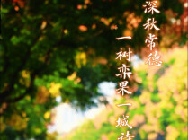 深秋常德：一树栾果一城诗