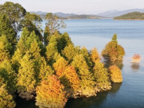 视频丨资兴：东江湖畔水杉红 湖光秋韵醉游人