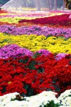 来自国家植物园的花海邀约，请查收~