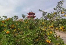 这个秋天，去石门赴一场“橘香之约”