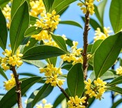 月下桂花丨湘江副刊·湘韵
