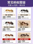 别碰、别踩！发现这种蚂蚁请立即上报