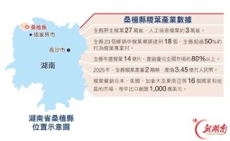 香港《文汇报》专版聚焦：老区桑植，何以让一片叶子“出海”？