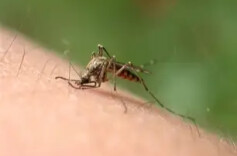 秋后蚊子来袭！预防“两热” 赶快消灭幼虫藏身地→