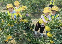 石门楚江二幼：重阳采甜橘，童心暖环卫