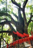 古樟丨湘江副刊·湘韵