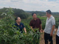 侯明星：银发映初心 智慧助振兴｜潇湘银辉