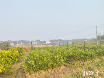 刘楚南的14年“苗木经”：一芽成树 一果知甜