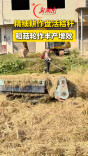 渌口区推广稻菇轮作模式 秸秆循环利用助农增收
