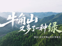 一山茶事，四季文章——建行湖南省分行金融服务古丈牛角山茶产业发展纪实