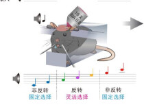 大脑神经元有精密分工 我国科学家破解大脑灵活决策底层奥秘