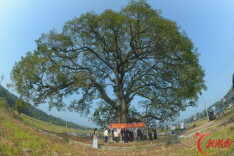 安仁县洋际村：重阳古树喜迎重阳节 敬老新风暖心促振兴