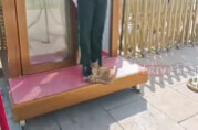 全网刷屏的天安门站岗小猫“进宫”了？故宫回应：目前在医院检查，会优先找领养