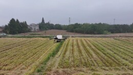 秸秆不烧、田不翻耕、播不误时，南县“免耕直播”破解稻油轮作难题