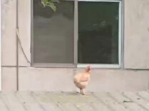 男子赶鸡不成反摔伤，消防紧急救援