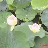 散文 | 那本书，那盏灯