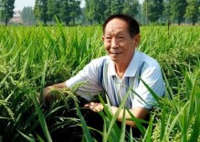 世界粮食日｜稻源守望，感念袁公！跨越六千年的澧县稻香情缘