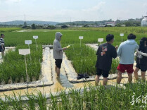 湘潭：稻田砷污染治理项目取得阶段性成果
