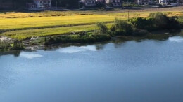 稻穗垂向测水，双峰县街埠头千亩稻田翻金浪丨湖南真美