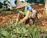 湘江西岸植绿增彩，金边阔叶麦冬“绣”滨江
