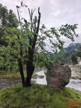 散文丨又见马桑树