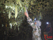 大通湖区︱金盆镇的苦瓜早上摘，中午就端上长沙的餐桌了