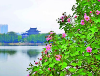 湘潭木芙蓉进入盛花期