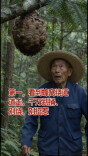 秋季进山谨防黄蜂蜇伤，这份自救指南请收好