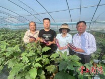 20亩茄子日采3000斤，来年还能再收一茬