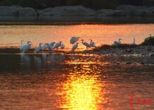 安仁县：白鹭伴夕阳 醉美永乐江