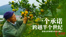 宝塔山柑橘为何这么甜①｜一个承诺，跨越半个世纪