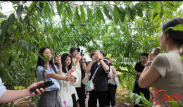 上层发电中层种果下层种菜！台湾记者在湖南武岗村看见光伏农业新解法