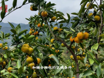 宝塔山村柑橘为何这么甜②丨13度糖背后的五重密码