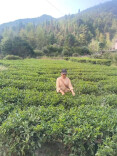 桂东：茶山深处婶娘恩 撑起一个温暖家