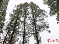 秋色斑斓！学宫苑水杉提前“换装”
