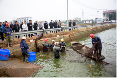 湘阴：6万余斤生态鳊鱼直发长三角 持续擦亮“湘阴好物”金字招牌